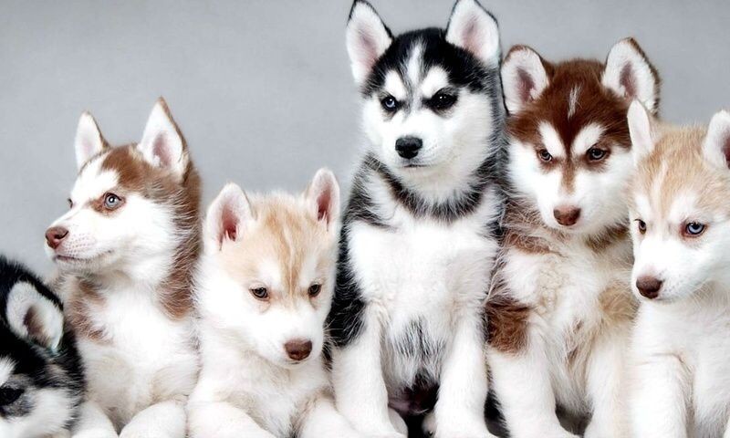 fuga-molestias-quibusdam-dolores-officiis-est-laborum-quidem