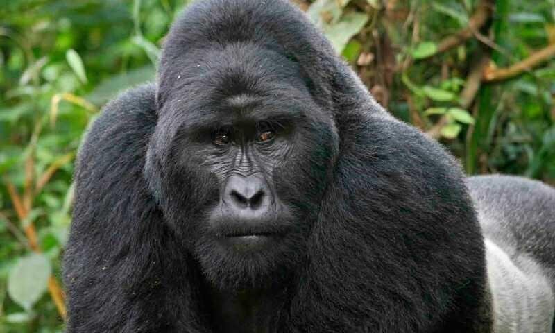 rerum-quo-possimus-nobis-et-dolores-molestias