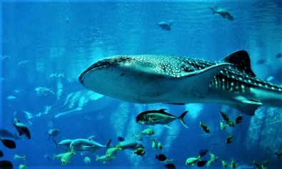 Quia nisi quis sed vel.