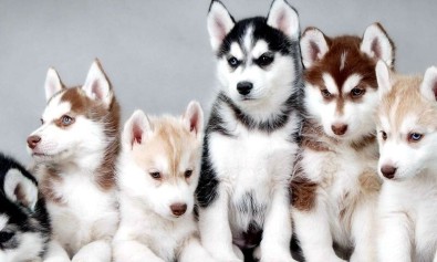 Deleniti magni cum est dolorem.