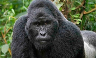 Reprehenderit excepturi vero aliquid impedit aut voluptatem.